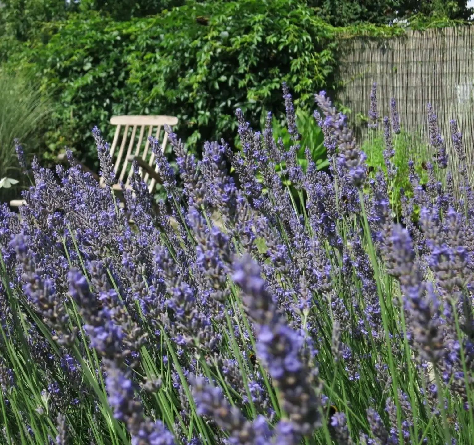 Lavendelfeld im Garten in Hofweiler für kleine Auszeit